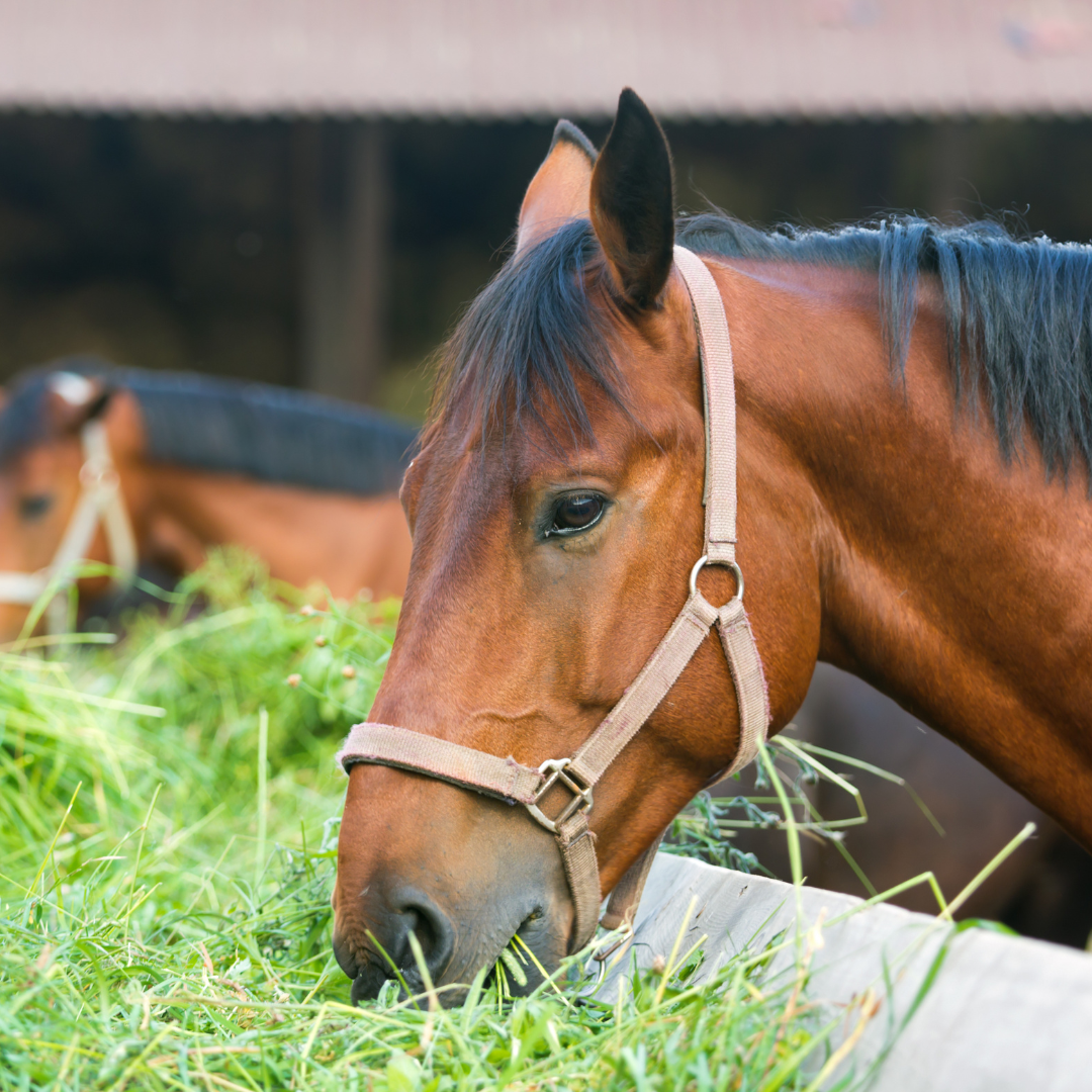 Möchtest du dein Pferd im Fellwechsel ganzheitlich unterstützen?